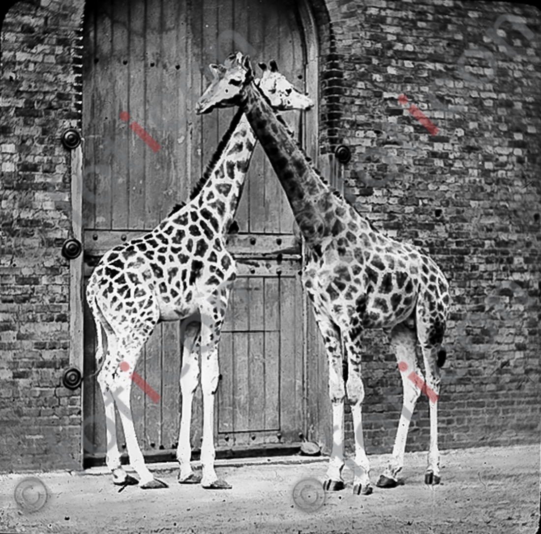 Giraffen | Giraffes - Foto foticon-simon-167-038-sw.jpg | foticon.de - Bilddatenbank für Motive aus Geschichte und Kultur